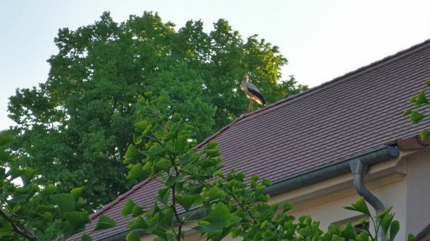 Ein Storch zu Besuch im Wasserschloss Mellenthin