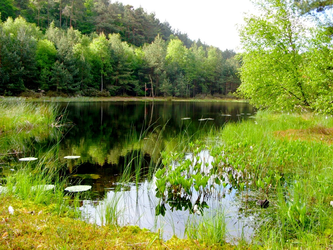 Intaktes Hochmoor im Naturschutzgebiet Mümmelkensee