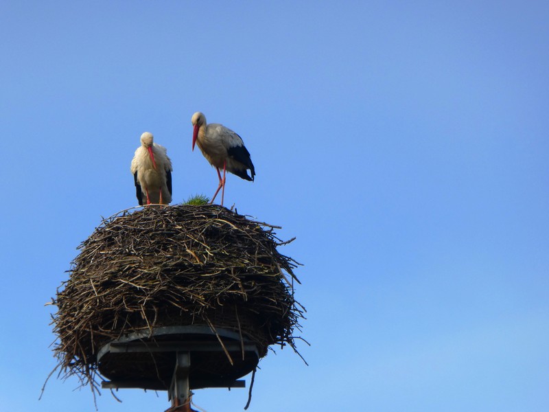 Auch Fans vom Wasserschloss – das Storchenpaar von Mellenthin