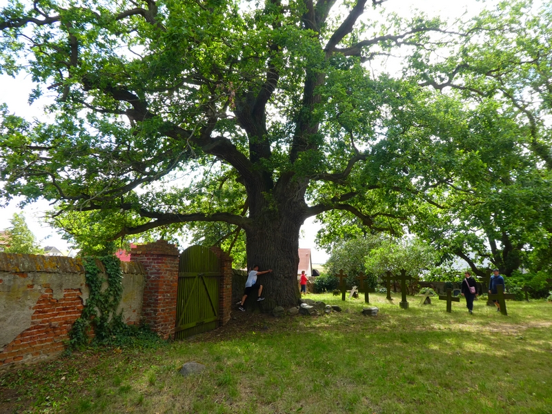 Alt wie ein Baum – Eiche im Kirchhof von Mellenthin
